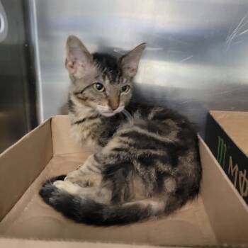 Rescue Domestic Short Hair Cats for Adoption in Westminster, California - Aveeno | PetCurious