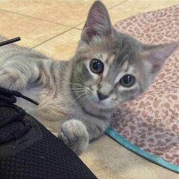 Empurress -  Domestic Short Hair Cat for Adoption in Decatur, Georgia - Empurress | PetCurious