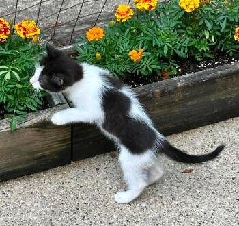 Pippa - Sweet and affectionate -  Domestic Short Hair Cat for Adoption in Muskego, Wisconsin - Pippa - Sweet And Affectionate | PetCurious