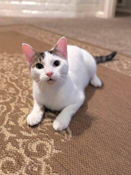 Ashe -  Domestic Short Hair and Turkish Van Cat for Adoption in Houston, Texas - Ashe | PetCurious