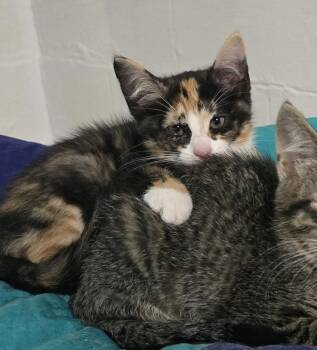 Fidget -  Domestic Short Hair and Calico Cat for Adoption in Ferndale, Michigan - Fidget | PetCurious