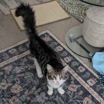 Sir Galahad -  Domestic Long Hair Cat for Adoption in Richmond, Virginia - Sir Galahad | PetCurious