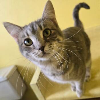 Rescue Domestic Short Hair Cats for Adoption in Colorado Springs, Colorado - Itty Bitty | PetCurious