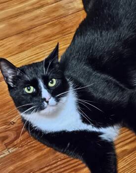 Samson XP -  Domestic Short Hair Cat for Adoption in Nutley, New Jersey - Samson XP | PetCurious