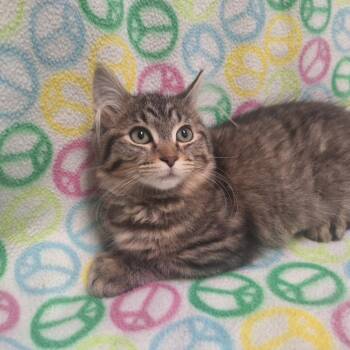 Domestic Long Hair Cats Available for Adoption - Pam | PetCurious