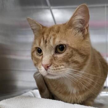 EOMER -  Domestic Short Hair Cat for Adoption in St. Louis, Missouri - EOMER | PetCurious