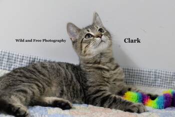 Clark -  Domestic Short Hair and Tabby Cat for Adoption in Morehead, Kentucky - Clark | PetCurious