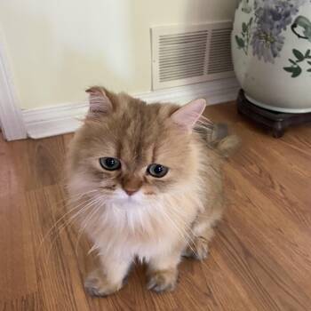 Mimi -  British Shorthair Cat for Adoption in Surrey, British Columbia - Mimi | PetCurious