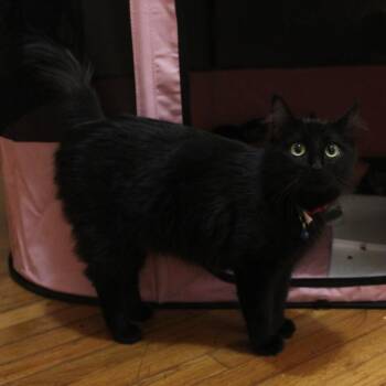 Stevie Nicks -  Domestic Long Hair Cat for Adoption in Goleta, California - Stevie Nicks | PetCurious