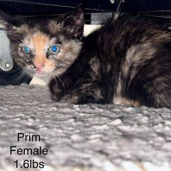 Rescue Domestic Short Hair Cats for Adoption in Austin, Texas - Shorty Pines | PetCurious