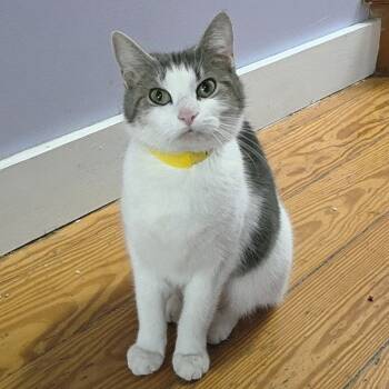 Rescue Domestic Short Hair Cats for Adoption in Brimfield, Massachusetts - Aspen | PetCurious