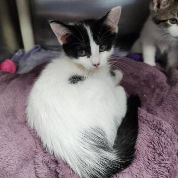Rabbit -  Domestic Short Hair Cat for Adoption in Walker, Michigan - Rabbit | PetCurious