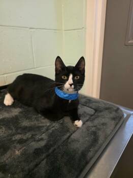 Rolo -  Domestic Short Hair Cat for Adoption in Umatilla, Florida - Rolo | PetCurious