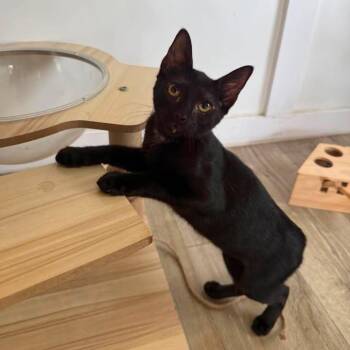 Tate -  Domestic Short Hair Cat for Adoption in Wilmington, North Carolina - Tate | PetCurious