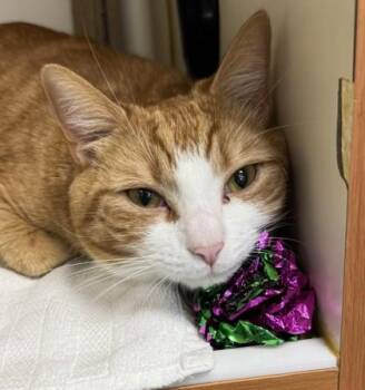 Domestic Short Hair Cats Available for Adoption in Fairfax, Virginia - Zuma | PetCurious
