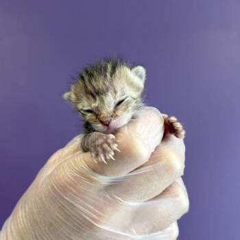 Willow -  Domestic Short Hair Cat for Adoption in Salt Lake City, Utah - Willow | PetCurious
