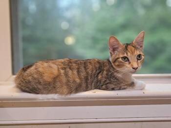 Hollyn -  Domestic Short Hair Cat for Adoption in Richmond, Virginia - Hollyn | PetCurious