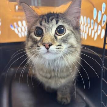 Sally -  Domestic Medium Hair Cat for Adoption in Des Moines, Iowa - Sally | PetCurious
