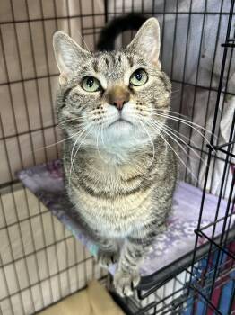 Saturn -  Domestic Short Hair Cat for Adoption in Mokena, Illinois - Saturn | PetCurious