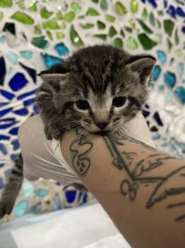 PHAROAH -  Domestic Short Hair Cat Available for Adoption in Pensacola, Florida - PHAROAH | PetCurious