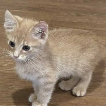 Rescue Domestic Short Hair Cats for Adoption in Kansas City, Missouri - Harley | PetCurious