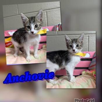 Anchovie -  Domestic Short Hair Cat for Adoption in Blountville, Tennessee - Anchovie | PetCurious