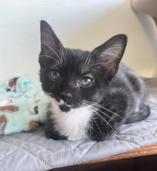 Rescue Domestic Short Hair Cats for Adoption in Huntington Beach, California - Sally | PetCurious