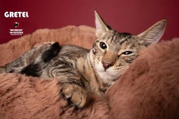 Rescue Bombay and Domestic Short Hair Cats for Adoption in Hemet, California - GRETEL | PetCurious