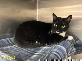 Domestic Short Hair Cats Available for Adoption in West Palm Beach, Florida - SMUGGY | PetCurious