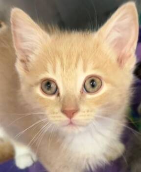 Chester -  Domestic Medium Hair Cat for Adoption in Elizabethton, Tennessee - Chester | PetCurious