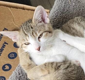 Shadow -  Domestic Short Hair Cat for Adoption in Maineville, Ohio - Shadow | PetCurious