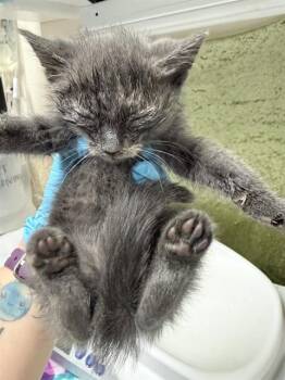 FIONA -  Domestic Short Hair Cat for Adoption in Riverside, California - FIONA | PetCurious