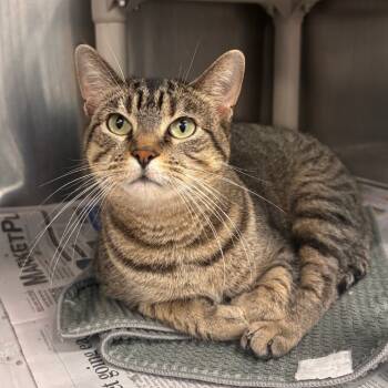 Rescue Domestic Short Hair Cats for Adoption in Belleville, Illinois - Patty - Petsmart Belleville | PetCurious