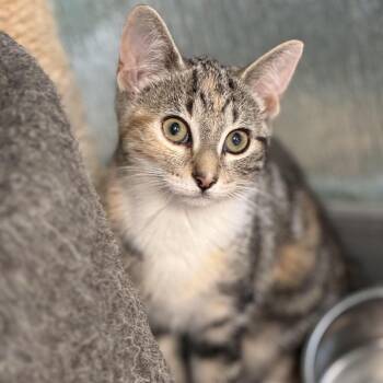 Scarlett -  Domestic Short Hair Cat for Adoption in South Elgin, Illinois - Scarlett | PetCurious