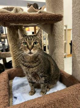 Sharon -  Domestic Short Hair Cat for Adoption in West Palm Beach, Florida - Sharon | PetCurious