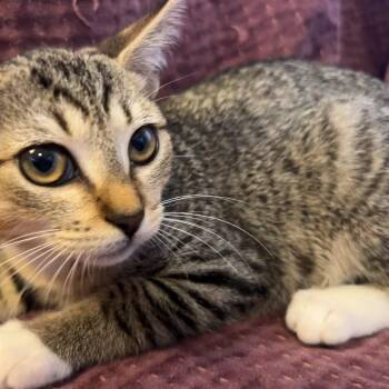 Donna -  Tabby Cat for Adoption in Wilmington, North Carolina - Donna | PetCurious