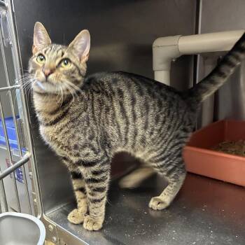 Brown Paper Bag -  Domestic Short Hair Cat for Adoption in Carencro, Louisiana - Brown Paper Bag | PetCurious