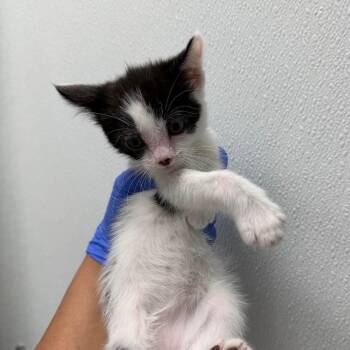 Ruby -  Domestic Short Hair Cat for Adoption in Sunnyvale, California - Ruby | PetCurious