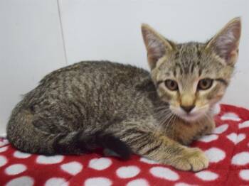 DONNY -  Domestic Short Hair Cat for Adoption in Sacramento, California - DONNY | PetCurious