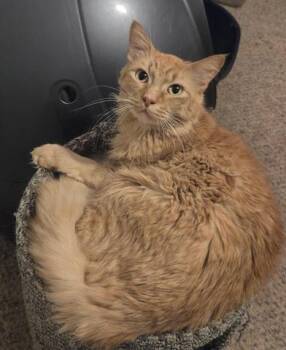 Domestic Long Hair Cats Available for Adoption - Stanley | PetCurious