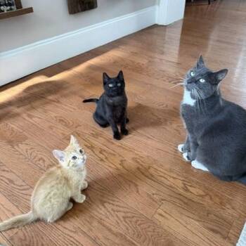 Carla & Bruce -  Domestic Short Hair Cat Available for Adoption in Philadelphia, Pennsylvania - Carla & Bruce | PetCurious