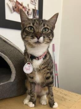 Piglet (Pounce Cat Cafe) -  Domestic Short Hair Cat for Adoption in Savannah, Georgia - Piglet (Pounce Cat Cafe) | PetCurious