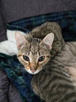 Abbott -  Domestic Short Hair Cat for Adoption in Adrian, Michigan - Abbott | PetCurious