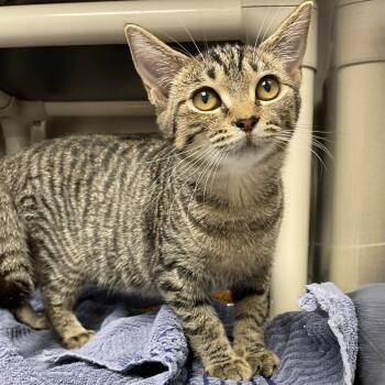 Mattie -  Domestic Short Hair Cat for Adoption in Roanoke, Virginia - Mattie | PetCurious