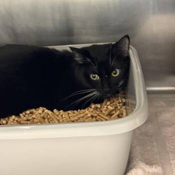 Chorizo -  Domestic Short Hair Cat for Adoption in Bristol, Indiana - Chorizo | PetCurious