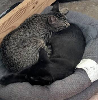 Mollie 3738 -  Domestic Short Hair Cat for Adoption in Dallas, Texas - Mollie 3738 | PetCurious