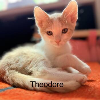 Theodore -  Domestic Short Hair Cat for Adoption in Beaufort, South Carolina - Theodore | PetCurious