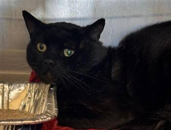 CASSIAN -  Domestic Short Hair Cat for Adoption in Tustin, California - CASSIAN | PetCurious