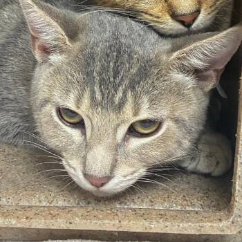 Nacho -  Domestic Short Hair Cat for Adoption in Philadelphia, Pennsylvania - Nacho | PetCurious