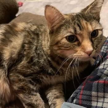 Mama Coral -  Domestic Short Hair Cat for Adoption in Greensburg, Pennsylvania - Mama Coral | PetCurious